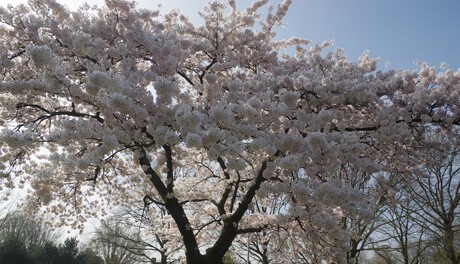 Prunusboom in bloei