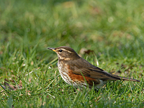 Koperwiek