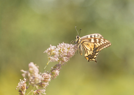 Papilio machaon….