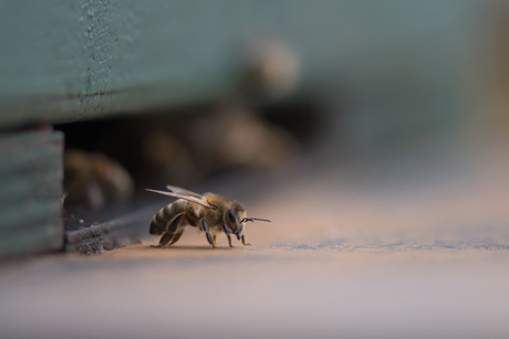 Honingbij bij een bijenkast