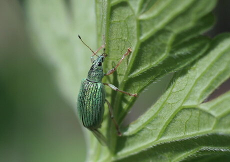 Phyllobius a.