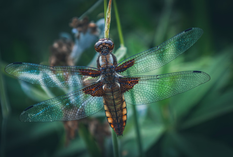 De Platbuik LIbelle