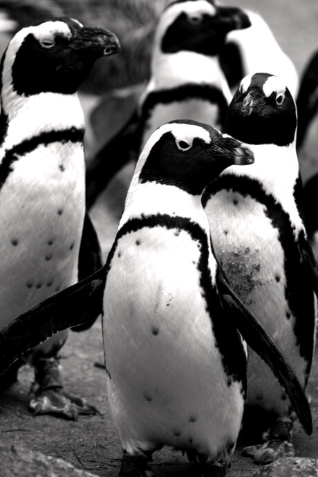 pinguins