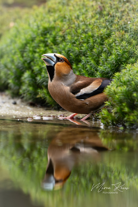 Water drinkende Appelvink