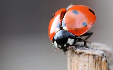 Ladybug 02