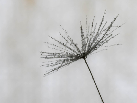 Pluisje Paardebloem