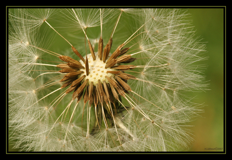 Paardenbloem