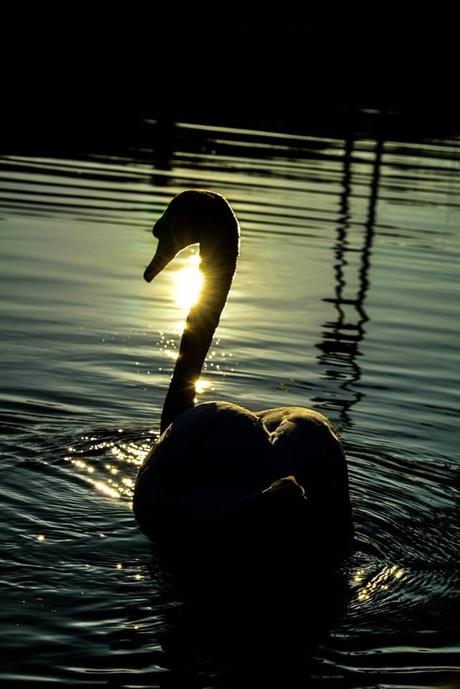 Zwaan in de avondzon