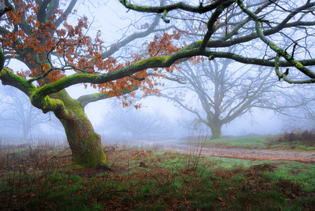 The spider tree