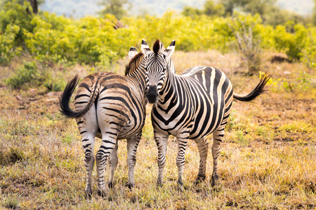 Zebra's in Zuid-Afrika