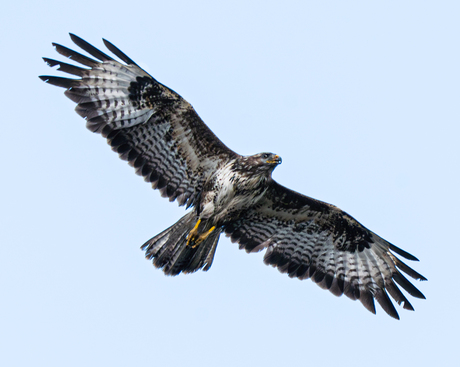 Buizerd 