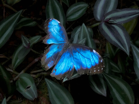 blauwe morpho