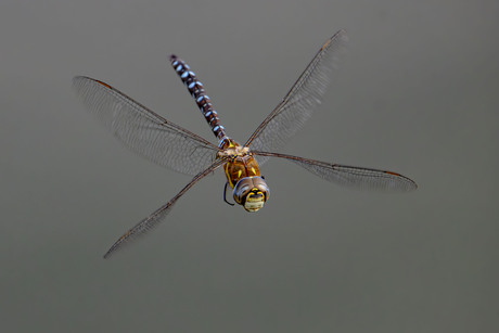 Paardenbijter poseert