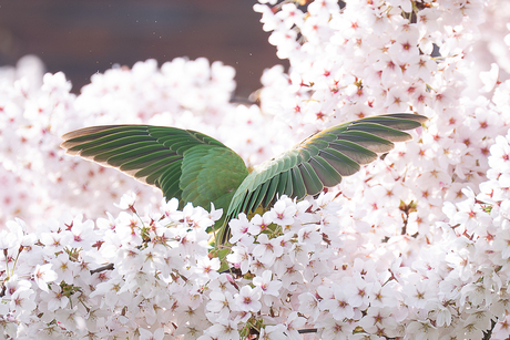 halsbandparkiet duikt in de bloesem