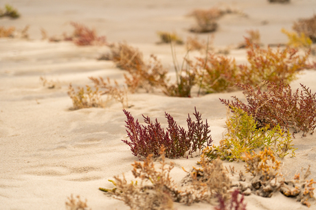 Zeekraal in alle kleuren