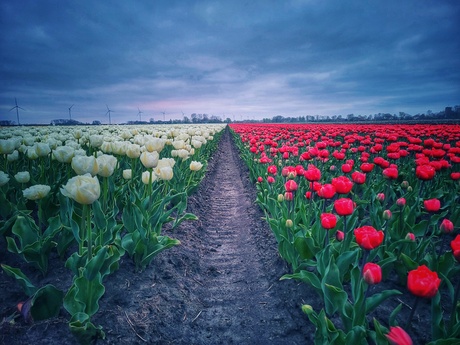 Dark sky tulipfield 