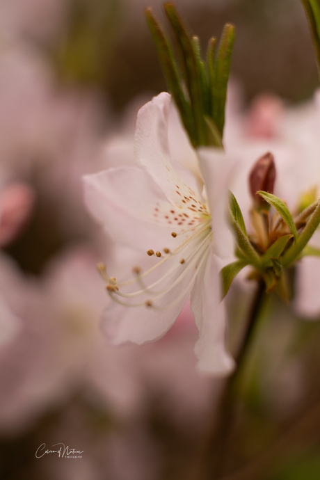Azalea 