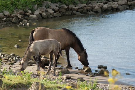 Paarden aan de IJssel