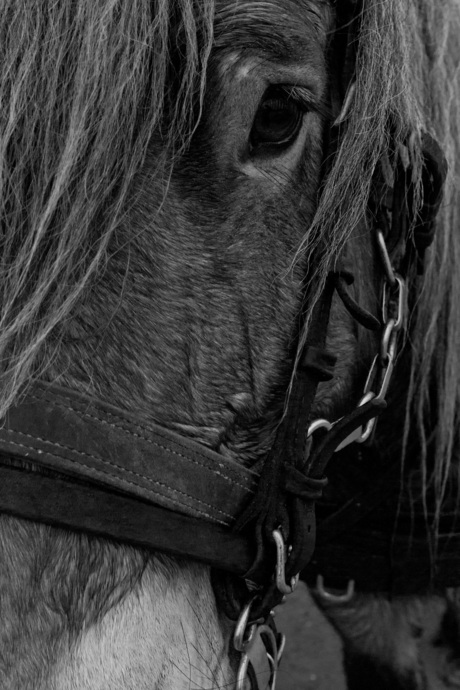 Close up paard