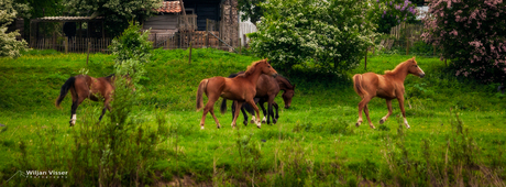 Uiterwaarden bij Wageningen