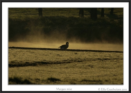 Morgen mist