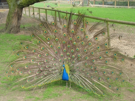 Pauw in park Wezenlanden te Zwolle