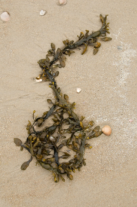 Texel, stilleven op het stranf