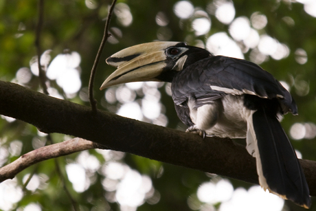 Neushoornvogel, Kuala Lumpur Bird Park