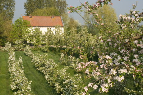 Bloesem op de Diefdijk.