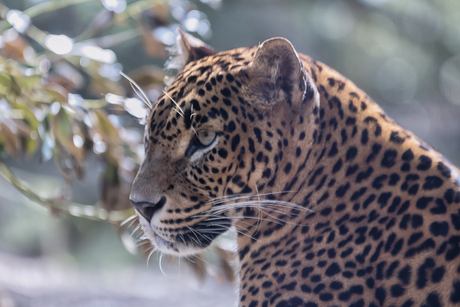 Sri Lanka panter - portret