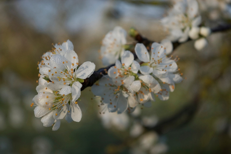 De Betuwe II