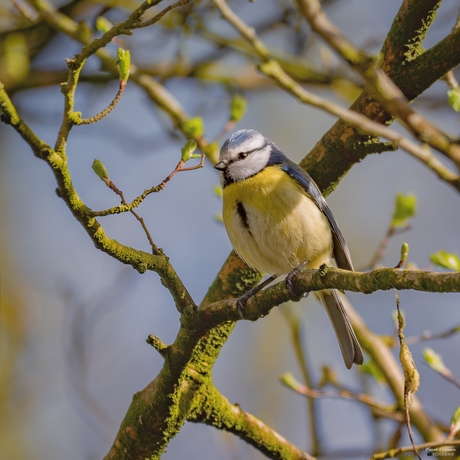 Kleurrijke lentebode: De pimpelmees.
