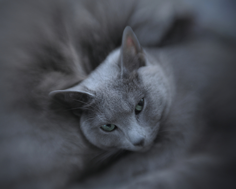 Kisa ligt lekker naast haar moeder.