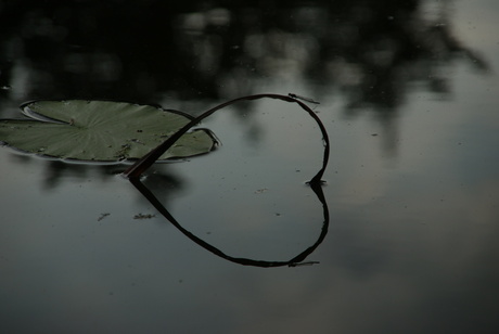 Hart in het water