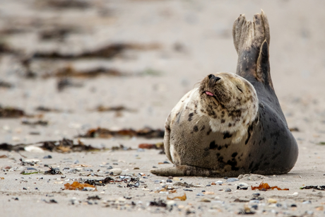 Zeehond op het strand