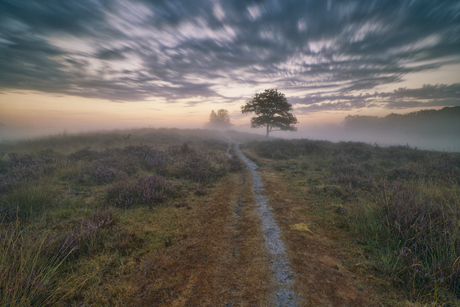 Gasterse duinen