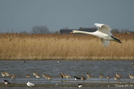 Zwaan in de vlucht