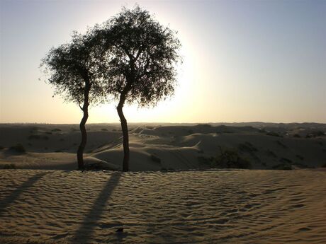 tree in the desert