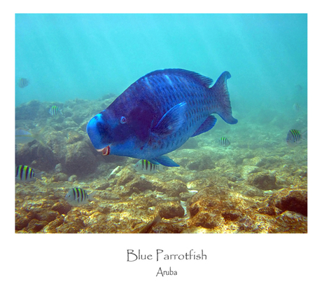 Blue Parrot Fish