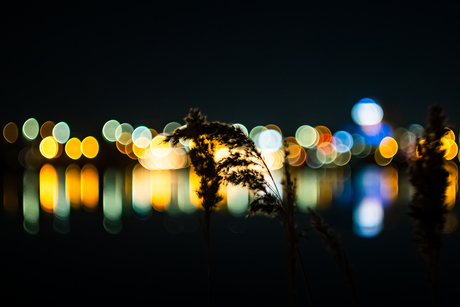 Dansend riet in het licht van de stad 