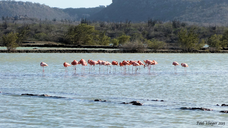 Flamingo's