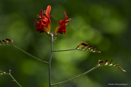 Crocosmia-