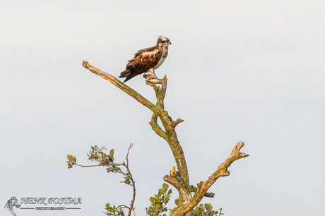 Visarend op grote afstand