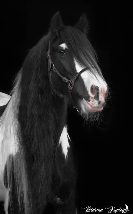 Irish cob