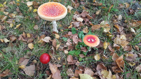 Paddenstoelen