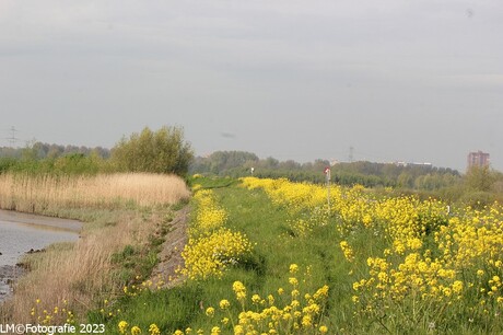 Langs de Hollandse IJssel.