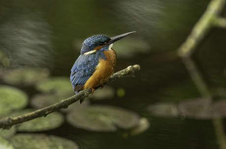 ijsvogel