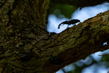 Vliegend hert in silhouet