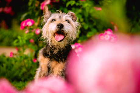 Dogs are happines