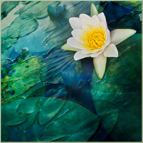 Pure Enlightened Beauty